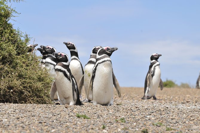 Cruise Shore Excursion Punta Tombo Tour - Puerto Madryn - Patagonia - Argentina - Key points to know before you book