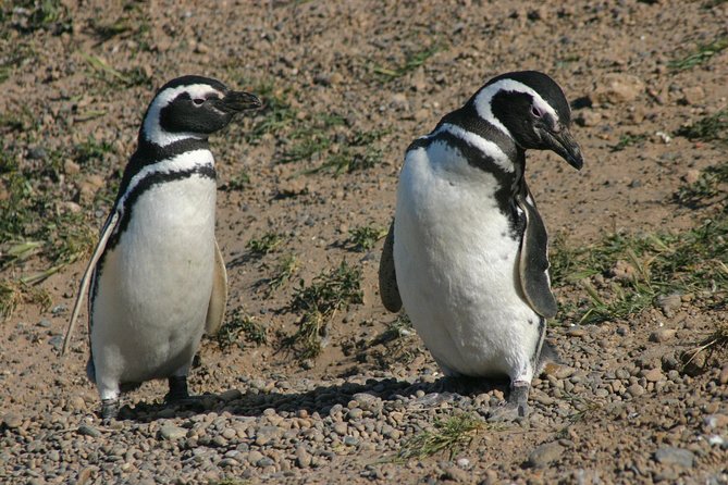 Cruise Shore Excursion Punta Tombo Tour - Puerto Madryn - Patagonia - Argentina - Why Punta Tombo is worth the long ride
