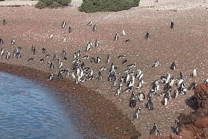 Cruise Shore Excursion Punta Tombo Tour - Puerto Madryn - Patagonia - Argentina - Best time to see chicks and nesting activity