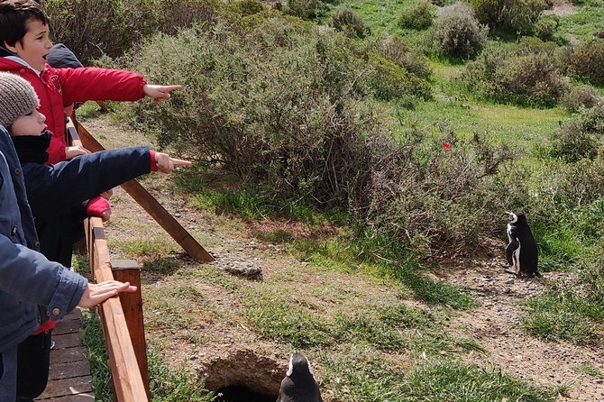 Cruise Shore Excursion Punta Tombo with Boxlunch from Pto Madryn - Why Punta Tombo is worth a long day