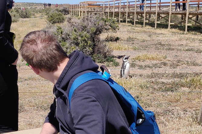 Cruise Shore Excursion Punta Tombo with Boxlunch from Pto Madryn - Watching Magellanic penguins up close