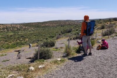 Cruise Shore Excursion Punta Tombo with Boxlunch from Pto Madryn