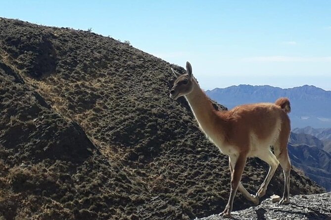 Discover Villavicencio Natural Reserve: Half-Day Adventure - Leaving Mendoza at 8 AM