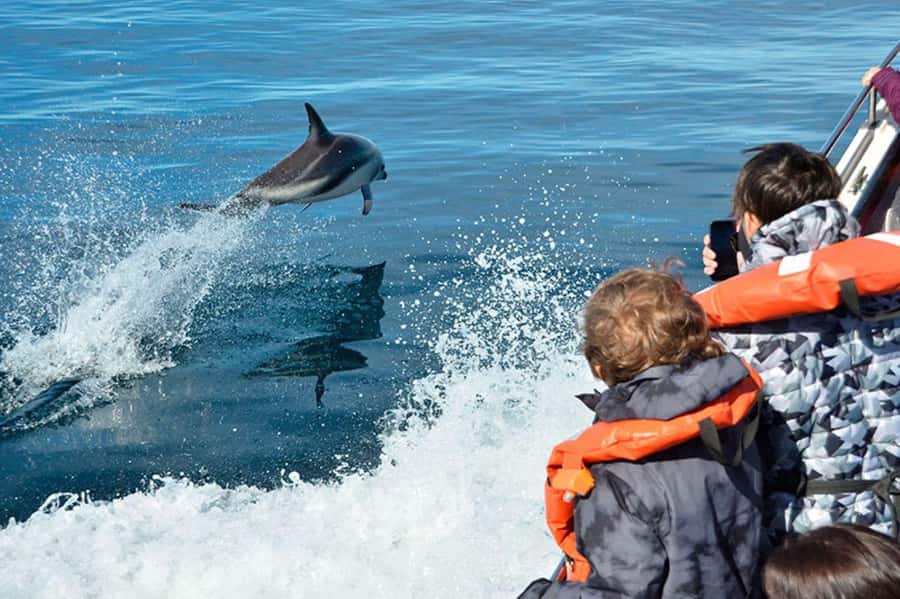 Dolphin Watching Adventure - Quick takeaways from Golfo Nuevo