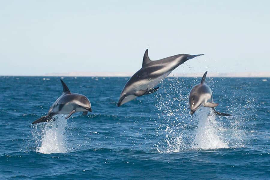 Dolphin Watching Adventure - Following the Punta Loma coast
