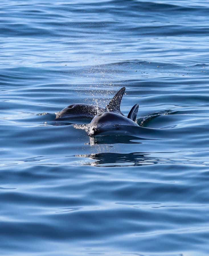 Dolphin Watching Adventure - Guides, languages, and the quality of interpretation