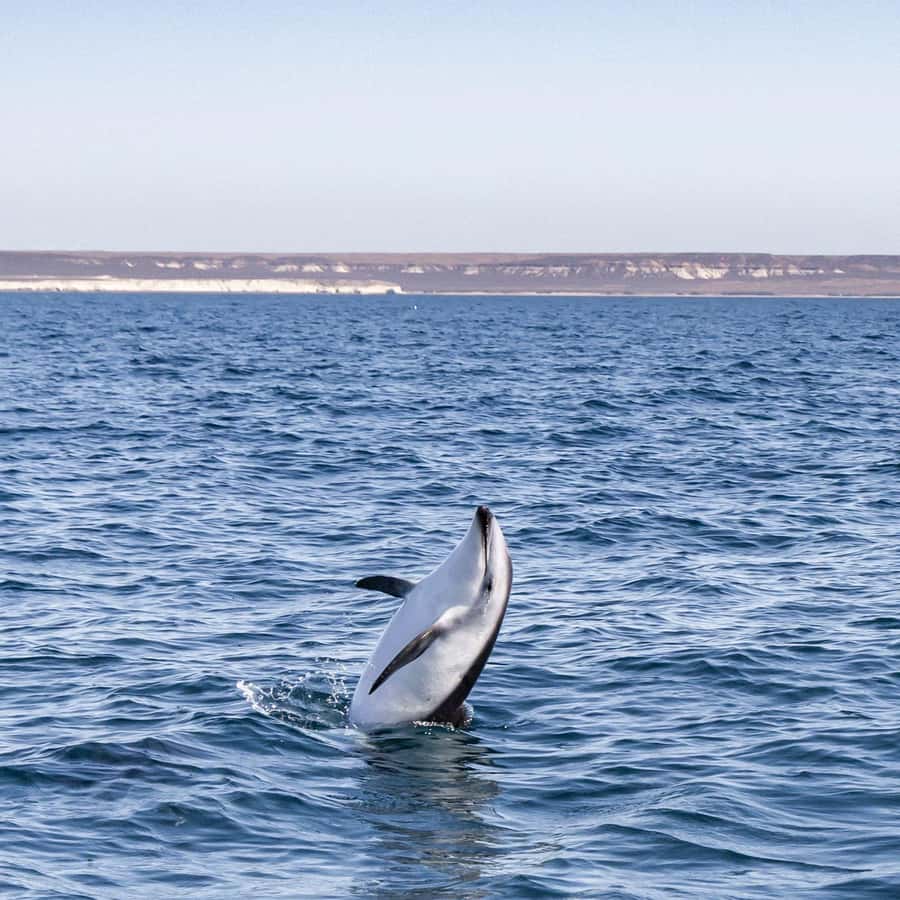 Dolphin Watching Adventure - Who will enjoy this boat trip most?