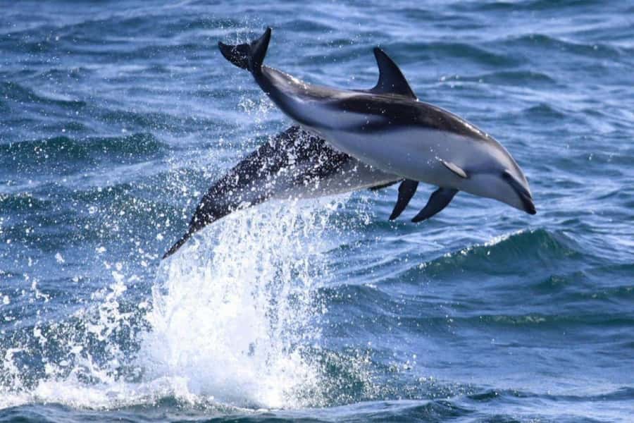 Dolphin Watching Adventure - Searching Golfo Nuevo for Dusky Dolphins