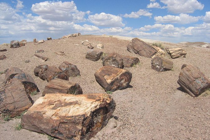 El Calafate: Day Trip to the spectacular Petrified Forest La Leona - Why La Leona is worth a full day from El Calafate
