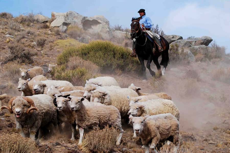El Calafate: Estancia 25 de Mayo Tour with Dinner & Transfer - Why Estancia 25 de Mayo makes sense from El Calafate