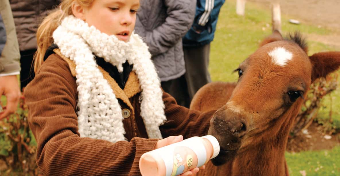 El Calafate: Estancia 25 de Mayo Tour with Dinner & Transfer - The old shearing shed and the path by the stream