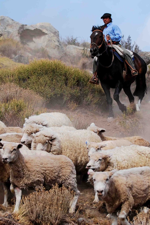 El Calafate: Estancia 25 de Mayo Tour with Dinner & Transfer - Timing, transfers, and what to pack