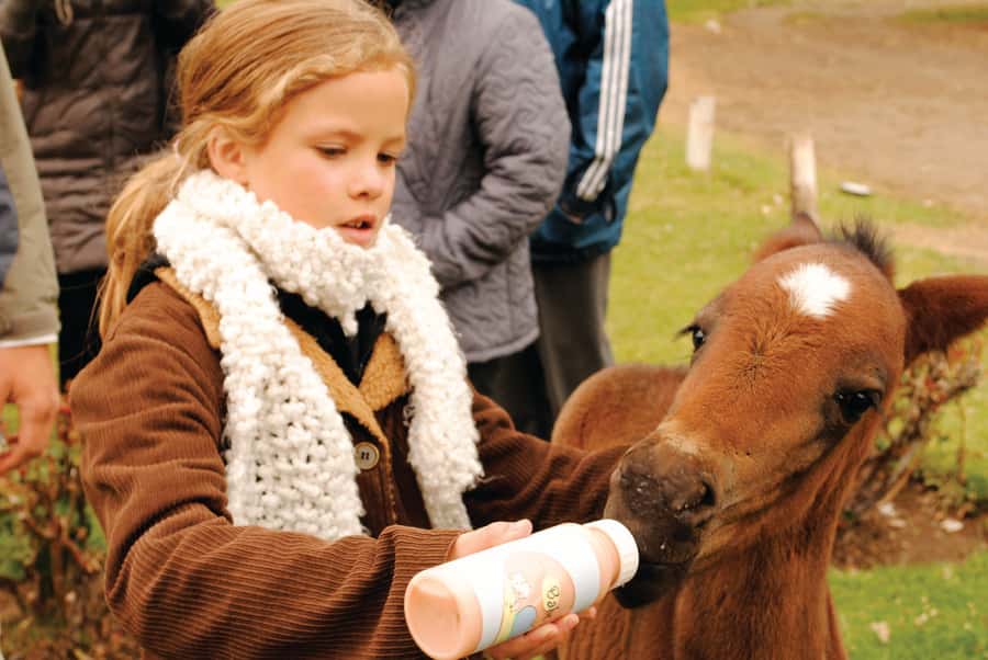 El Calafate: Estancia 25 de Mayo Tour with Dinner & Transfer - Warm fried cakes, mate, and the ranch story