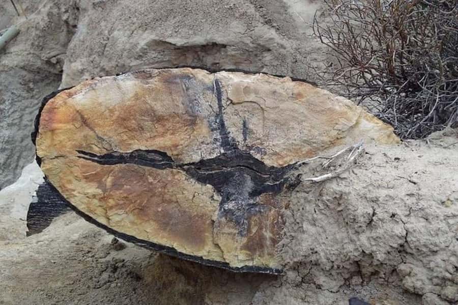 El Calafate: La Leona Petrified Forest & Fossils Trek - Practical rules for the protected setting