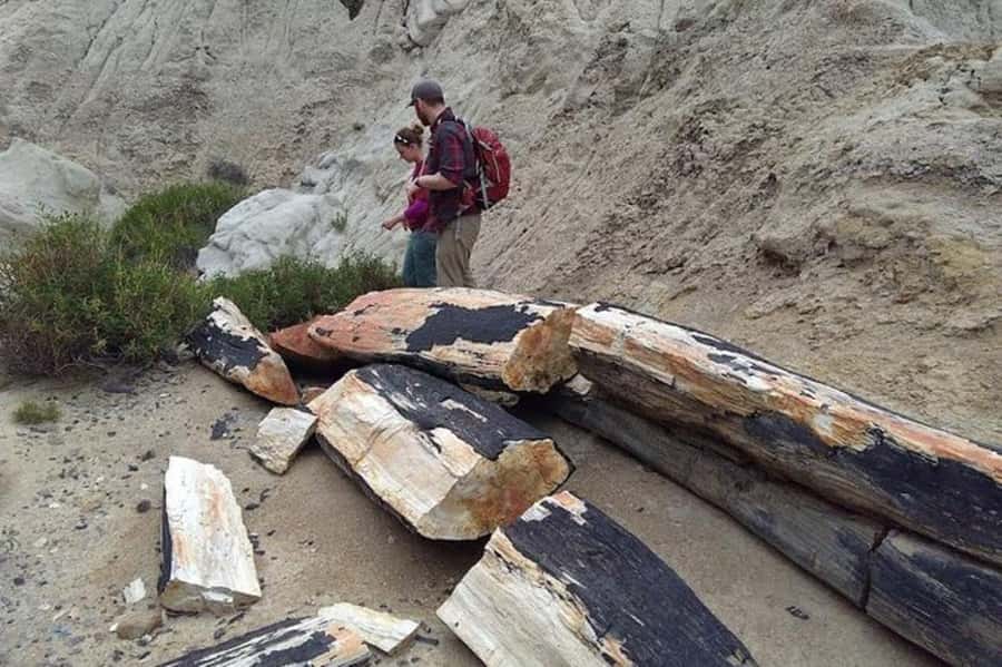 El Calafate: La Leona Petrified Forest & Fossils Trek - Booking flexibility and group size