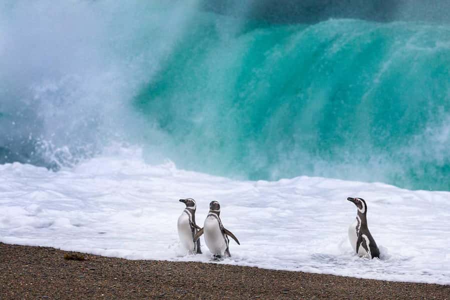 El Calafate: Monte León 4x4 Wolves and Penguins Excursion - Lunch, drinks, and the practical value of $250