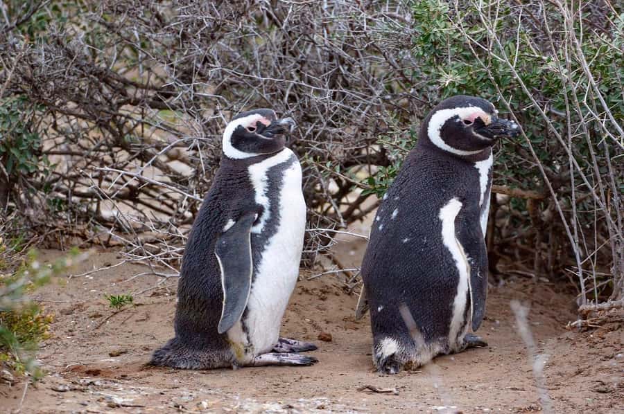 El Calafate: Monte León 4x4 Wolves and Penguins Excursion - The 6:30 a.m. pickup and long ride east