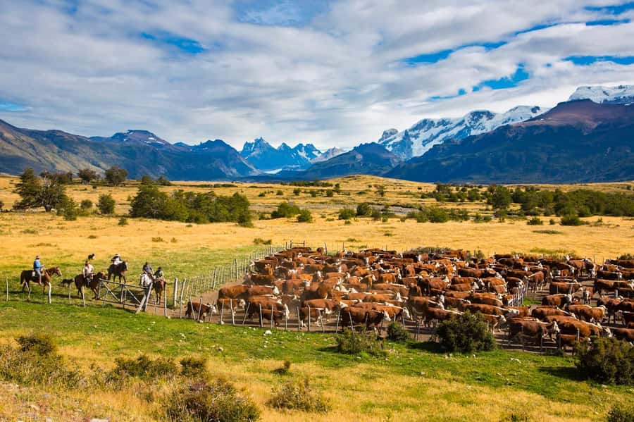 El Calafate: Nibepo Aike Ranch with Horseback Riding - The ride from El Calafate along the Path of the Estancias