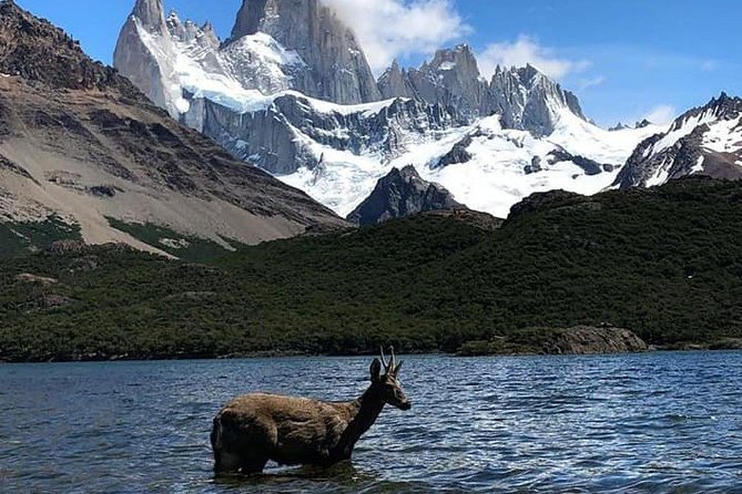 El Chalten Full Day & Free Trek from El Calafate - What the guide service means in practice
