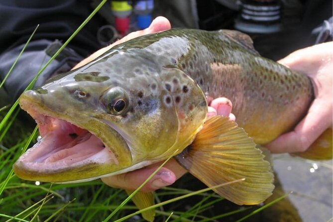 Fishing Trip On The Nahuel Huapi, Moreno Or Gutiérrez Lakes - Lago Moreno for Flexible Timing