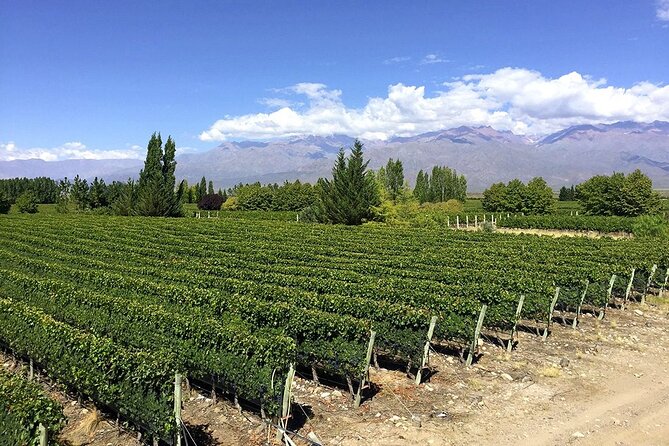 Flavors and Views of Uco Valley and Cordón Del Plata - Cordón del Plata and the Andes Views