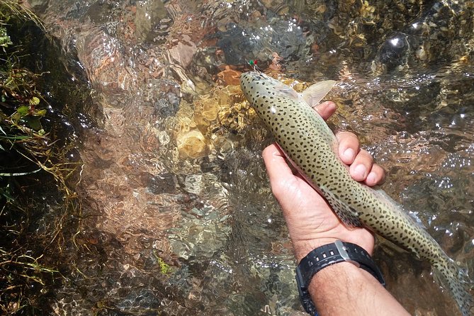 Fly Fishing on Private Andean River Including Barbecue Lunch - Why this Mendoza fishing trip is worth considering