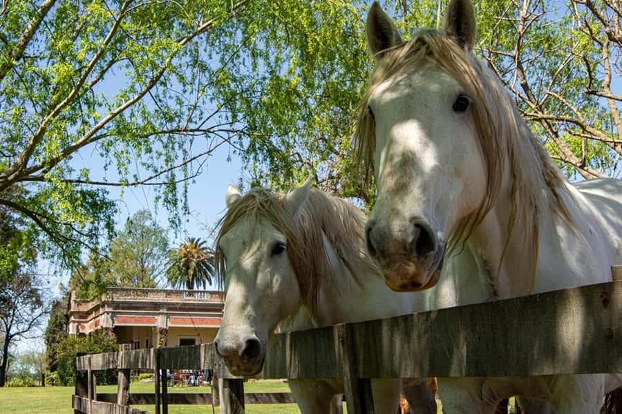 From Buenos Aires: Gaucho and Ranch Day Tour - The $168 price and what it buys you