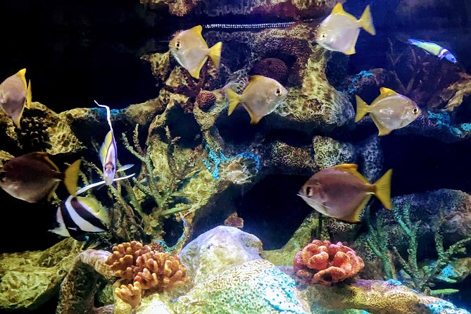 From Buenos Aires: Temaiken Biopark with Transfer and Tickets - Who will enjoy this day most