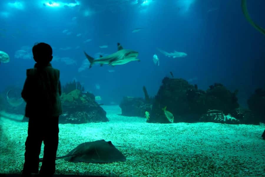 From Buenos Aires: Temaiken Zoo Tour with Ticket Included - Who should book this experience?
