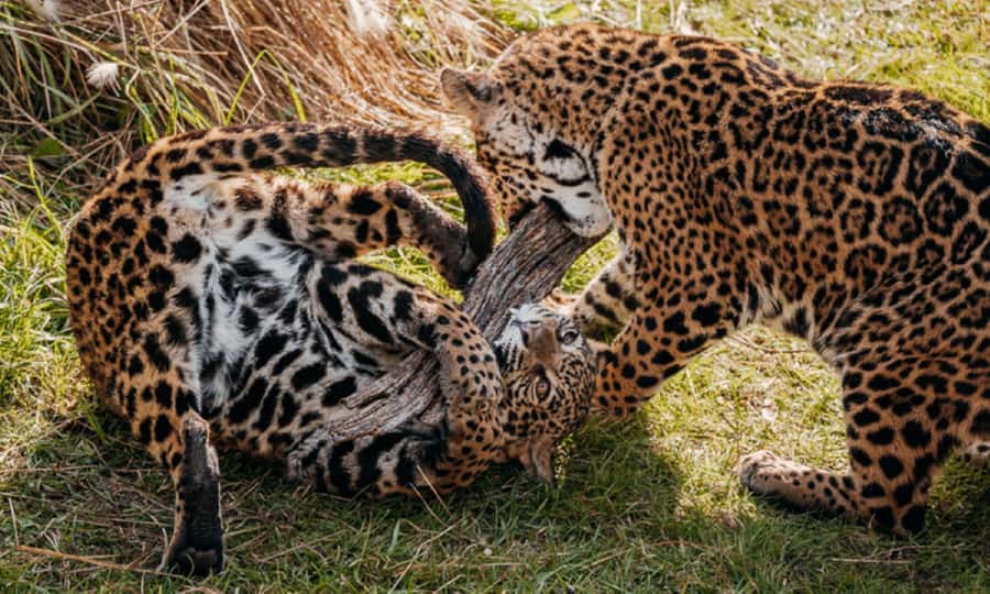 From Buenos Aires: Temaiken Zoo Tour with Ticket Included - Life in the Water: three Argentine settings
