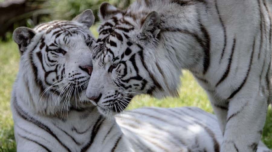 From Buenos Aires: Temaiken Zoo Tour with Ticket Included - The Place of Birds and the giant aviary