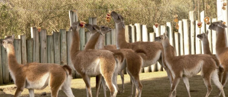 From Buenos Aires: Temaiken Zoo Tour with Ticket Included - La Chacra and Argentina’s rural side