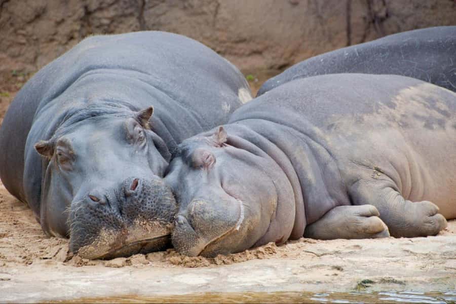 From Buenos Aires: Temaiken Zoo Tour with Ticket Included - The 360-degree cinema and other features