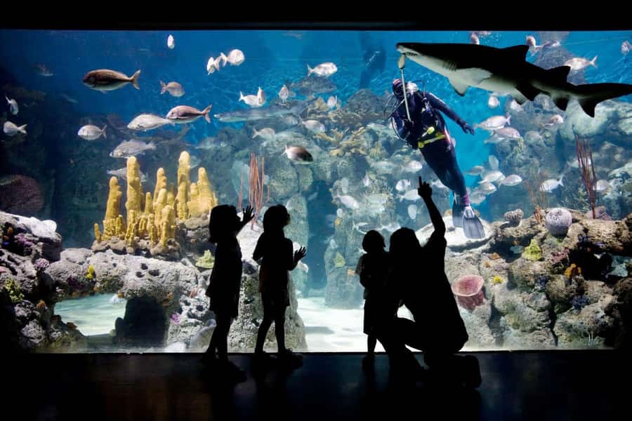 From Buenos Aires: Temaiken Zoo Tour with Ticket Included - What the guides add to the day