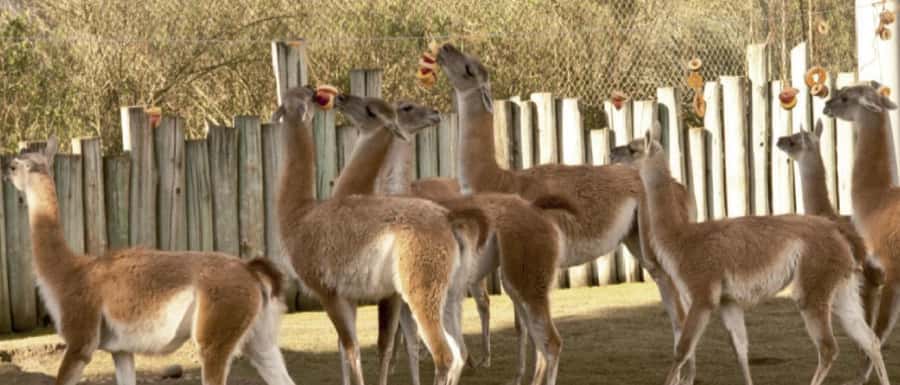 From Buenos Aires: Temaiken Zoo Tour with Ticket Included - Is $135 a fair price?