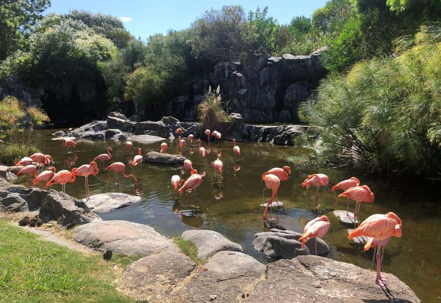 From Buenos Aires: Temaiken Zoo Tour with Ticket Included - First impressions inside the biopark