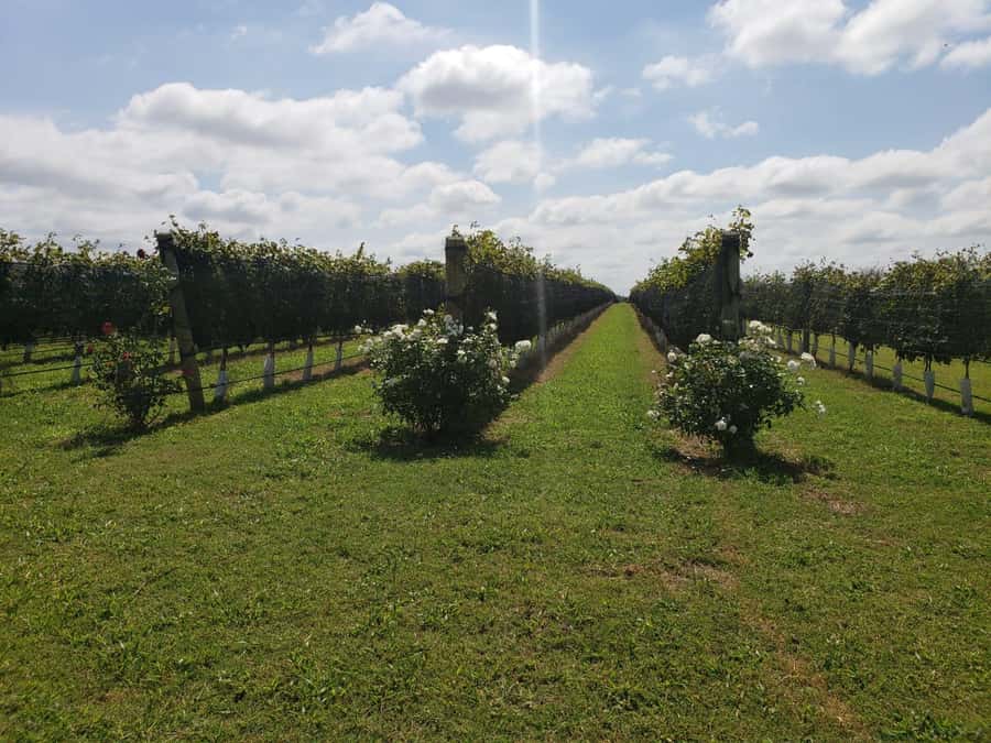 From Cordoba: Private Wine tour & History - Why this Córdoba day trip is different