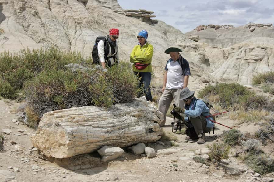 From El Calafate: La Leona Petrified Forest Day Trip - Key details before you book