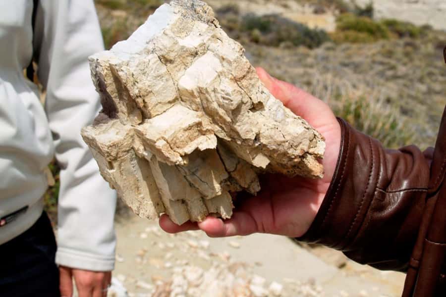 From El Calafate: La Leona Petrified Forest Day Trip - Why this fossil trip is different from a standard El Calafate outing