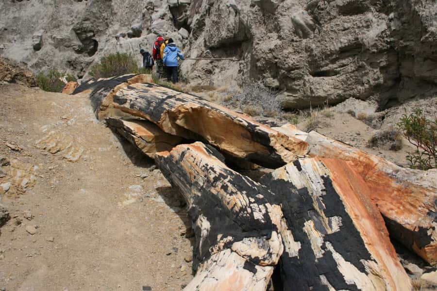 From El Calafate: La Leona Petrified Forest Day Trip - Hotel La Leona and the story of the road