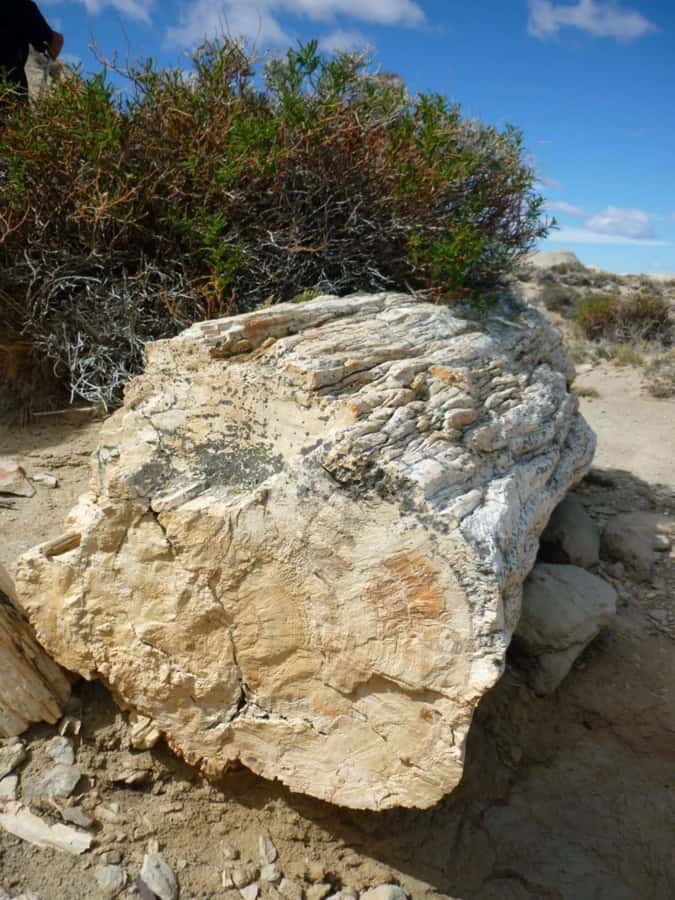 From El Calafate: La Leona Petrified Forest Day Trip - What you see among the petrified trees
