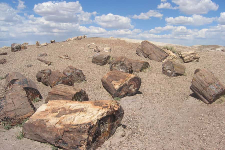 From El Calafate: La Leona Petrified Forest Day Trip - The road from El Calafate to Route 40