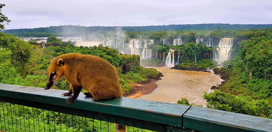 From Foz do Iguaçu: Brazilian Side of the Falls with Ticket - What the $67 price actually covers