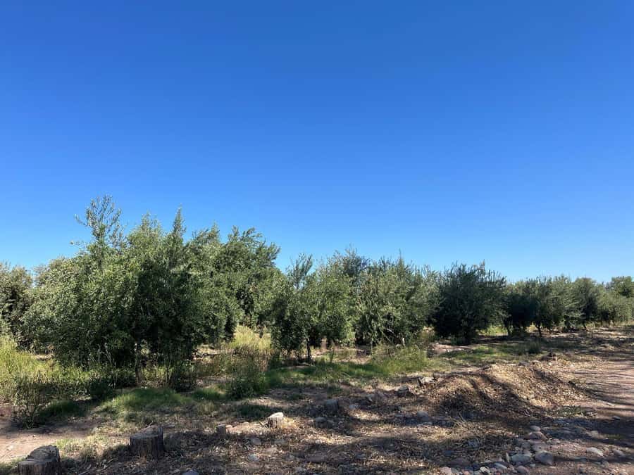 From Mendoza: 3 Wineries, Olive Oil Factory Tour & Tasting - First winery: start with how Mendoza makes wine