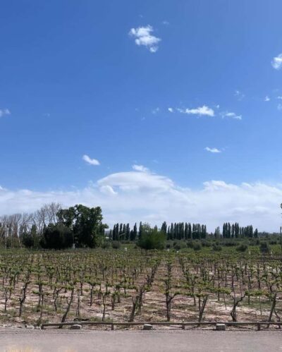 3 Wineries, Olive Oil Factory Tour & Tasting