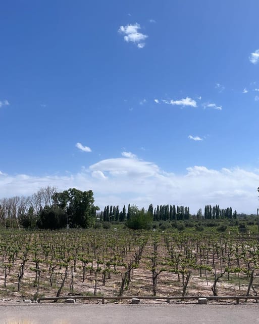 From Mendoza: 3 Wineries, Olive Oil Factory Tour & Tasting - The sweet-wine cellar is a worthwhile change of pace