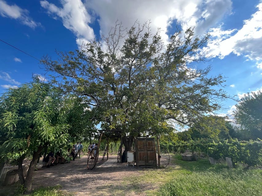 From Mendoza: 3 Wineries, Olive Oil Factory Tour & Tasting - The $34 price gives you unusually broad coverage