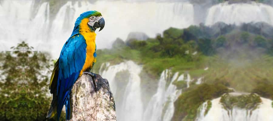From Puerto Iguazu: Half-Day Brazilian Falls Excursion - Crossing two borders with a guide