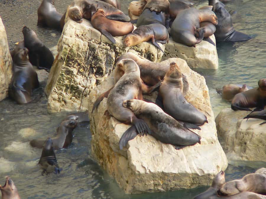 From Puerto Madryn: City and Punta Loma Tour - How this tour compares with a longer outing