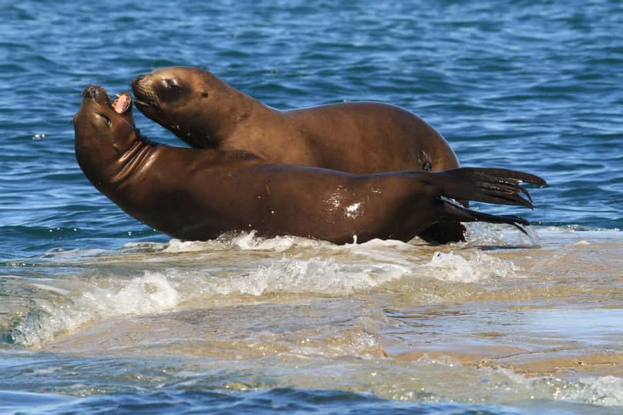 From Puerto Madryn: City and Punta Loma Tour - Why this Puerto Madryn tour works